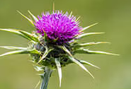 Milk Thistle Extract